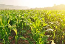 Research: Research links warming temperatures and localized cooling to increased maize production —