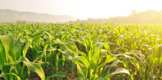 Research: Research links warming temperatures and localized cooling to increased maize production —
