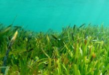 Offbeat: A changing climate necessitates rethinking tropical marine conservation, researchers say —