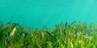 Offbeat: A changing climate necessitates rethinking tropical marine conservation, researchers say —