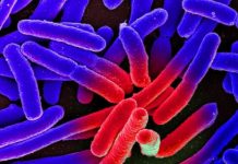 Research: Regeneration in the digestive tract —