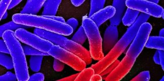 Research: Regeneration in the digestive tract —