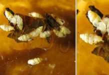 Research: Tiny thorn snail discovered in Panama’s backyard —