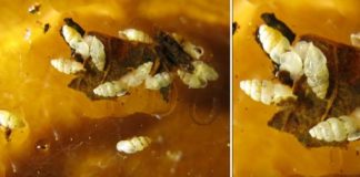 Research: Tiny thorn snail discovered in Panama’s backyard —