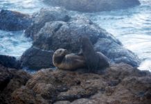 Research: Warming oceans lead to more fur seal deaths from hookworm infection —