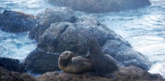 Research: Warming oceans lead to more fur seal deaths from hookworm infection —