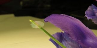 Tech: Ultrathin, ultralight 'nanocardboard' (Report)