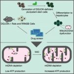 Study: NAD can restore mitochondrial function and energy production in MTDPS liver-like cells — (Details)