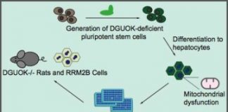 Study: NAD can restore mitochondrial function and energy production in MTDPS liver-like cells — (Details)
