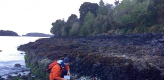 Research: White line of algae deaths marks uplift in 2016 Chilean earthquake —