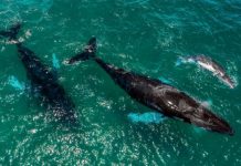 Research: First study of Humpback whale survivors of orca attacks in the Southeastern Pacific —