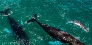 Research: First study of Humpback whale survivors of orca attacks in the Southeastern Pacific —