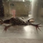 Study: Bioreactor device helps frogs regenerate their legs — (Details)