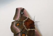 Research: Moths survive bat predation through acoustic camouflage fur —