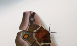 Research: Moths survive bat predation through acoustic camouflage fur —