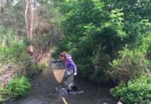 Research: Animals that eat insects in or near streams at risk of being dosed with pharmaceuticals —