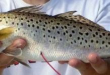 Research: Undeterred, Gulf fish spawn despite hurricane —