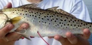 Research: Undeterred, Gulf fish spawn despite hurricane —