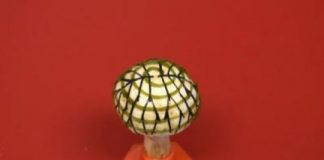 Research: ‘Bionic mushrooms’ fuse nanotech, bacteria and fungi —