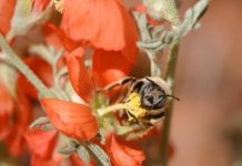 Research: Nearly half of Beehive State’s bees dwell in original boundaries of newly reduced monument —