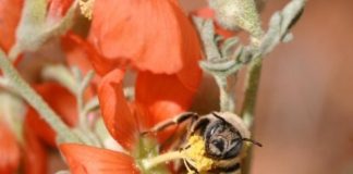 Research: Nearly half of Beehive State’s bees dwell in original boundaries of newly reduced monument —