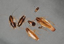 Research: Study finds the pest in 29 percent of surveyed apartments —