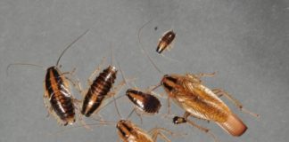Research: Study finds the pest in 29 percent of surveyed apartments —