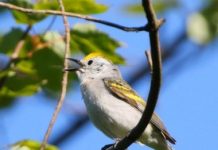 Research: Rare three-species hybrid warbler —