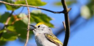 Research: Rare three-species hybrid warbler —