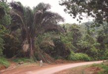 Research: Useful and abundant, African ‘Zam’ palm newly described for science —