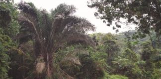 Research: Useful and abundant, African ‘Zam’ palm newly described for science —