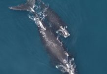Research: Protecting adult female north atlantic right whales from injury and death key to recovery —