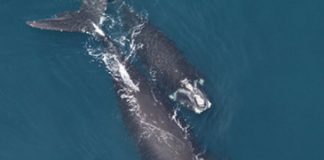 Research: Protecting adult female north atlantic right whales from injury and death key to recovery —