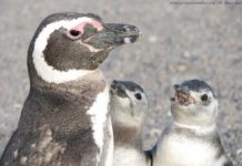 Research: After a bad winter in the ocean, female Magellanic penguins suffer most, study shows —
