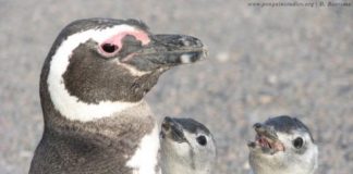 Research: After a bad winter in the ocean, female Magellanic penguins suffer most, study shows —
