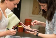 Research: Microbiome implicated in sea star wasting disease —