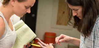 Research: Microbiome implicated in sea star wasting disease —