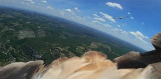 Research: Social network helps birds pick best way of using thermal updrafts —