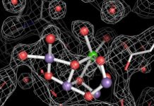 Research: Images of photosynthetic protein complex splitting water —