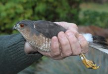 Research: Using geology to track elusive hawks —