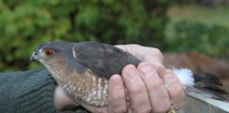 Research: Using geology to track elusive hawks —