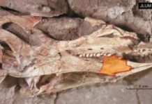 Research: Unexpected features in this dinosaur’s teeth appear to represent early adaptations for herbivory —