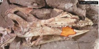 Research: Unexpected features in this dinosaur’s teeth appear to represent early adaptations for herbivory —