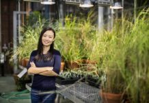 Research: Dry conditions may have helped a new type of plant gain a foothold on Earth —