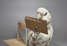 Research: Cockatoos adjust length, but not width, when making their cardboard tools —