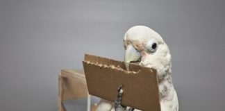 Research: Cockatoos adjust length, but not width, when making their cardboard tools —