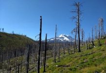 Research: Climate change causing more severe wildfires, larger insect outbreaks in temperate forests —