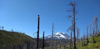 Research: Climate change causing more severe wildfires, larger insect outbreaks in temperate forests —