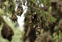 Research: Florida monarch butterfly populations have dropped 80 percent since 2005 —