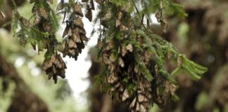 Research: Florida monarch butterfly populations have dropped 80 percent since 2005 —